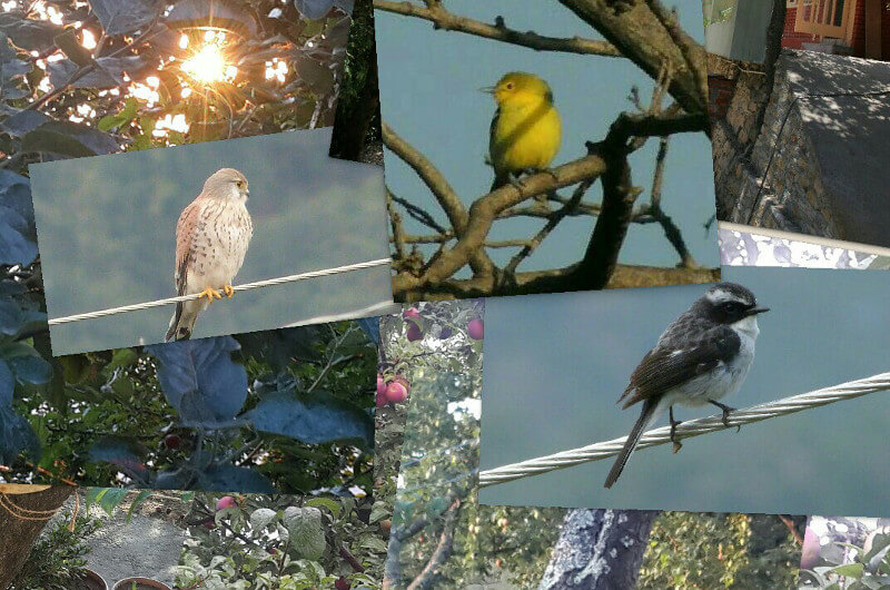 Bird Watching- Mount Abu